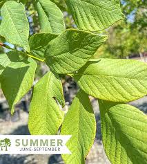 Attēlu rezultāti vaicājumam “Cladrastis kentukea”