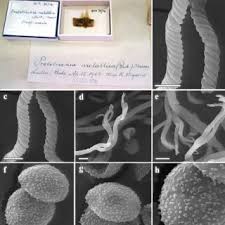 Attēlu rezultāti vaicājumam “Trichia scabra spores”