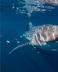 Image result for Rhynchobatus australiae