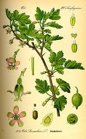 Attēlu rezultāti vaicājumam “Ribes uva-crispa flower”
