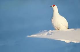 Image result for Lagopus lagopus