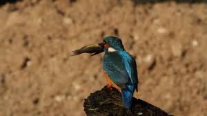 Attēlu rezultāti vaicājumam “Alcedo atthis nest”