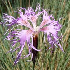 Image result for Dianthus superbus