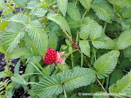 Attēlu rezultāti vaicājumam “Rubus illecebrosus”