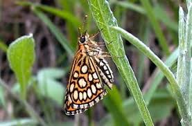 Attēlu rezultāti vaicājumam “Heteropterus morpheus”