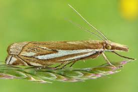 Attēlu rezultāti vaicājumam “Crambus pratella”