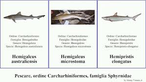 Image result for Sphyrna corona
