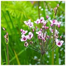 Attēlu rezultāti vaicājumam “Butomus umbellatus bud”