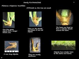 Attēlu rezultāti vaicājumam “Platanus x hispanica (syn. Platanus x acerifolia)”