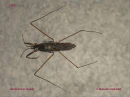 Attēlu rezultāti vaicājumam “Gerridae”