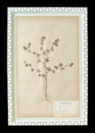 Attēlu rezultāti vaicājumam “Trifolium arvense”