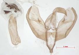 Attēlu rezultāti vaicājumam “Setina irrorella”