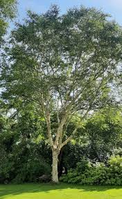 Attēlu rezultāti vaicājumam “Betula humilis”