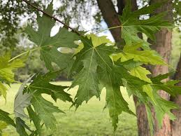 Attēlu rezultāti vaicājumam “Acer saccharinum leaf”
