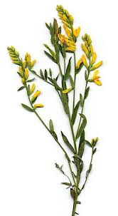 Image result for Genista tinctoria