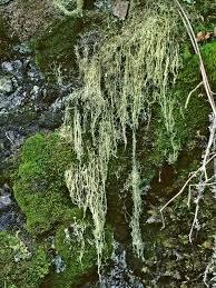 Attēlu rezultāti vaicājumam “Ramalina thrausta”