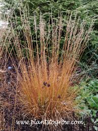 Attēlu rezultāti vaicājumam “Molinia caerulea fruit”