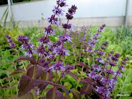 Attēlu rezultāti vaicājumam “Salvia verticillata”