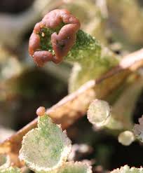 Attēlu rezultāti vaicājumam “Cladonia ramulosa”
