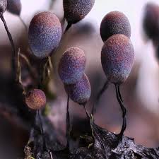 Attēlu rezultāti vaicājumam “Lamproderma debile macro”