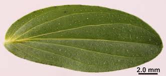 Attēlu rezultāti vaicājumam “Hypericum perforatum leaf”