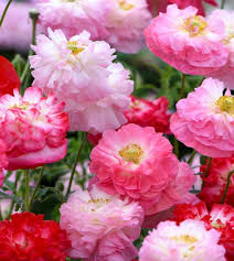 Image result for Papaver rhoeas 'Shirley'