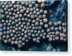 Attēlu rezultāti vaicājumam “Lindbladia tubulina”