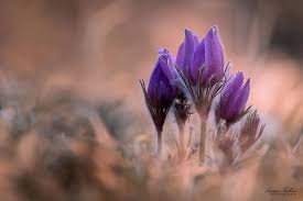 Image result for Kuhschelle