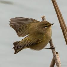 Attēlu rezultāti vaicājumam “Phylloscopus collybita adult”