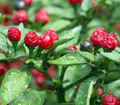 Attēlu rezultāti vaicājumam “Agrimonia eupatoria fruit”