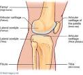 Articular Cartilage: Orthopaedic Specialists and Hand Surgical ...