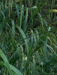 Attēlu rezultāti vaicājumam “Bromopsis benekenii”