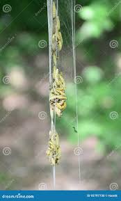 Attēlu rezultāti vaicājumam “Yponomeuta malinellus / cagnagella imago”