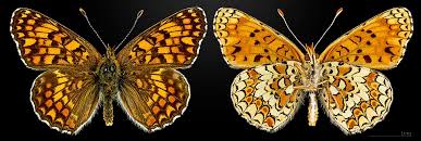 Attēlu rezultāti vaicājumam “Melitaea phoebe underside”