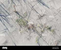 Attēlu rezultāti vaicājumam “Linaria loeselii”