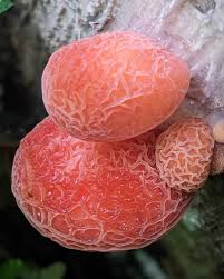 Attēlu rezultāti vaicājumam “Rhodotus palmatus”