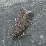 Attēlu rezultāti vaicājumam “Apomyelois bistriatella”