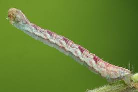 Attēlu rezultāti vaicājumam “Eupithecia satyrata”