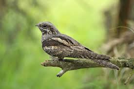 Attēlu rezultāti vaicājumam “Caprimulgus europaeus eggs”