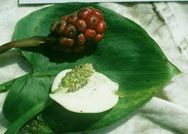 Attēlu rezultāti vaicājumam “Calla palustris fruit”