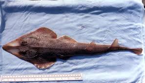 Image result for Pseudobatos lentiginosus