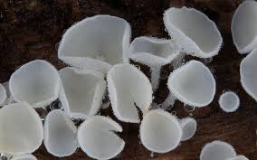 Attēlu rezultāti vaicājumam “Lachnum corticale”