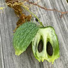 Attēlu rezultāti vaicājumam “Echinocystis lobata fruit”