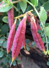 Attēlu rezultāti vaicājumam “Lathyrus japonicus subsp. maritimus”