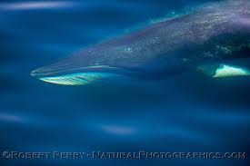 Image result for Balaenoptera acutorostrata