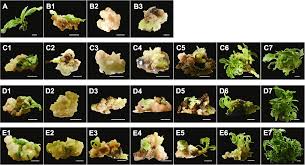 Attēlu rezultāti vaicājumam “Cerasus bud”