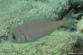 Image result for Pagrus