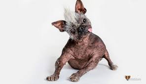 Image result for самая уродливая собака