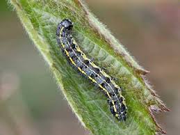 Attēlu rezultāti vaicājumam “Orthosia miniosa”