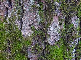 Attēlu rezultāti vaicājumam “Campylophyllum sommerfeltii”